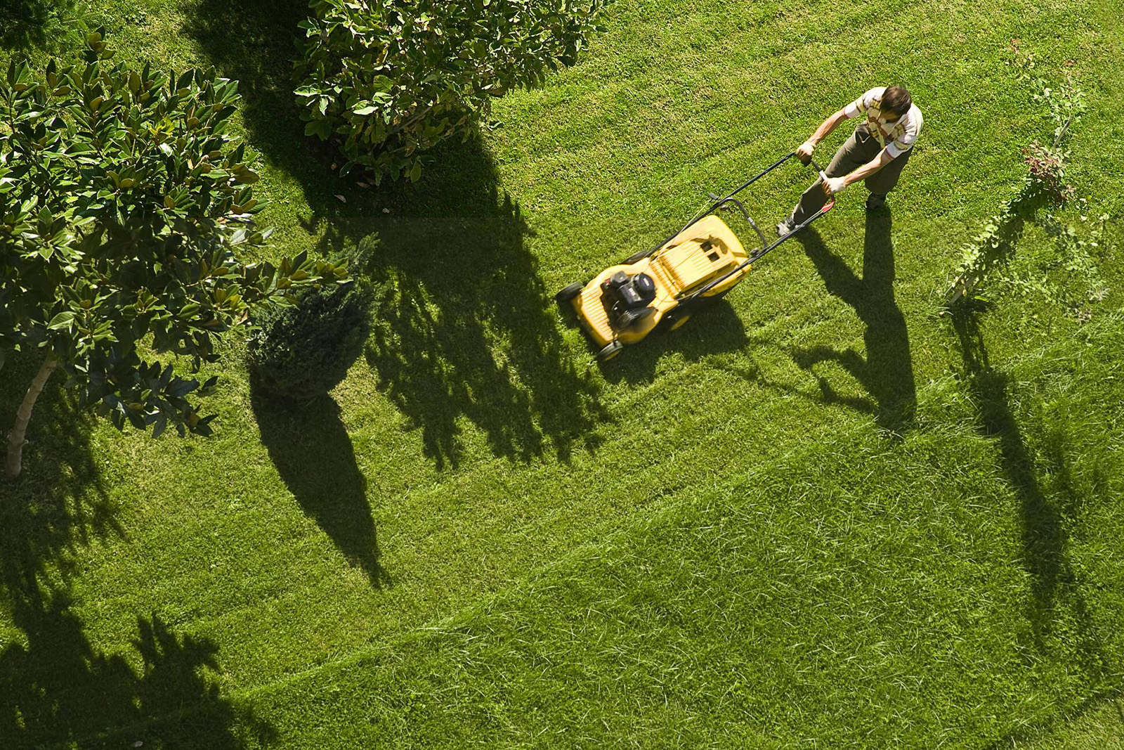 maintaining grass